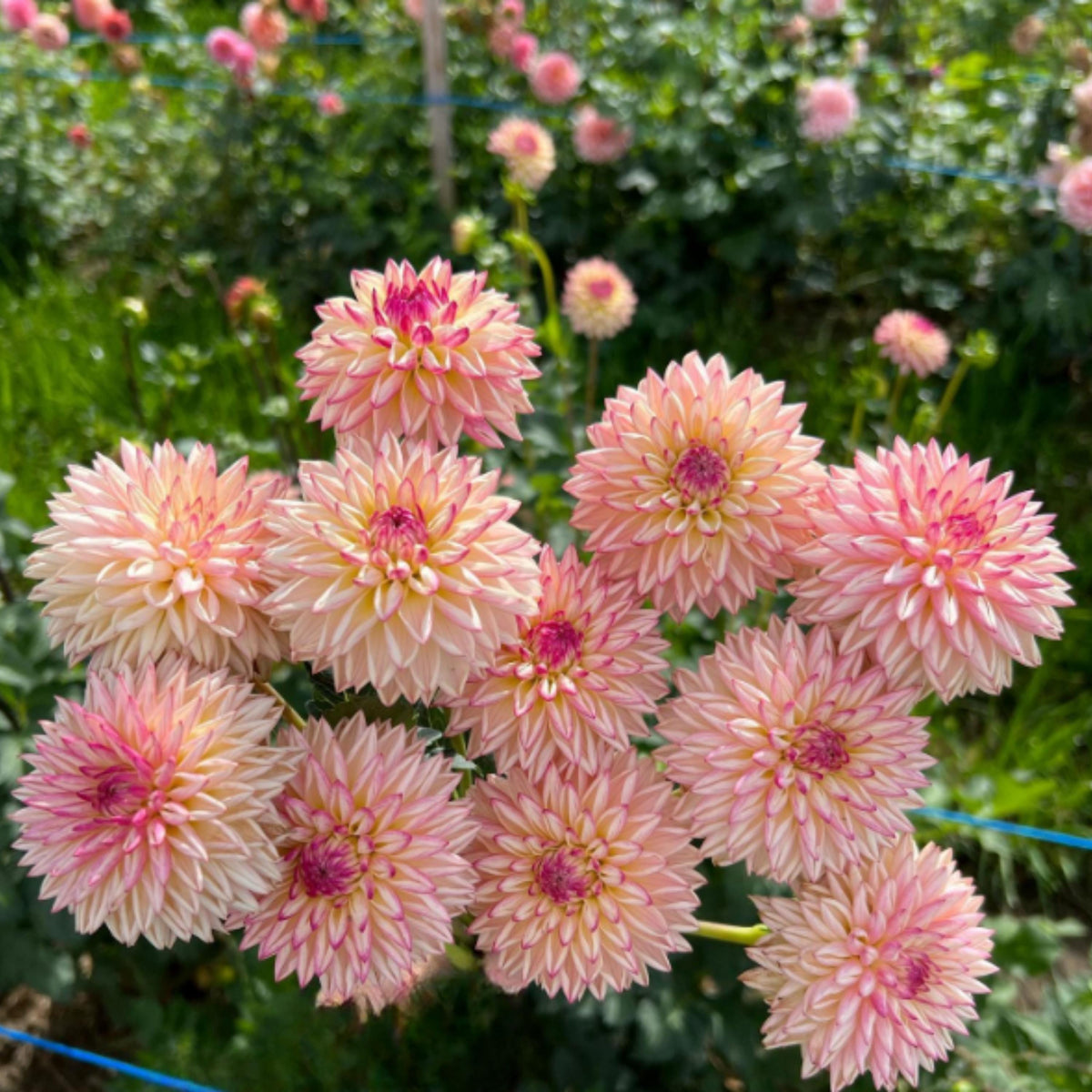 Valley Porcupine Dahlia seeds