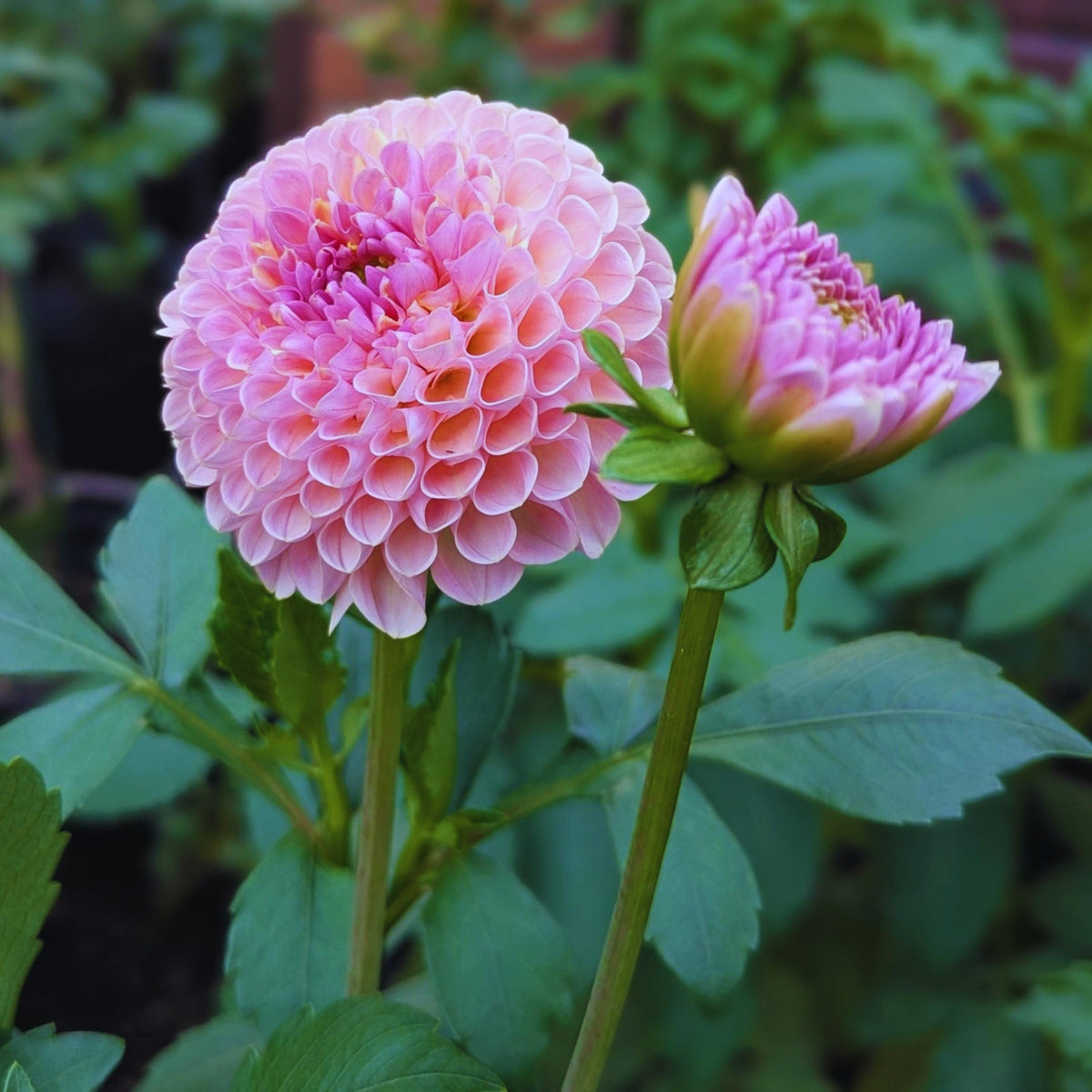 Hamari Dahlia seeds