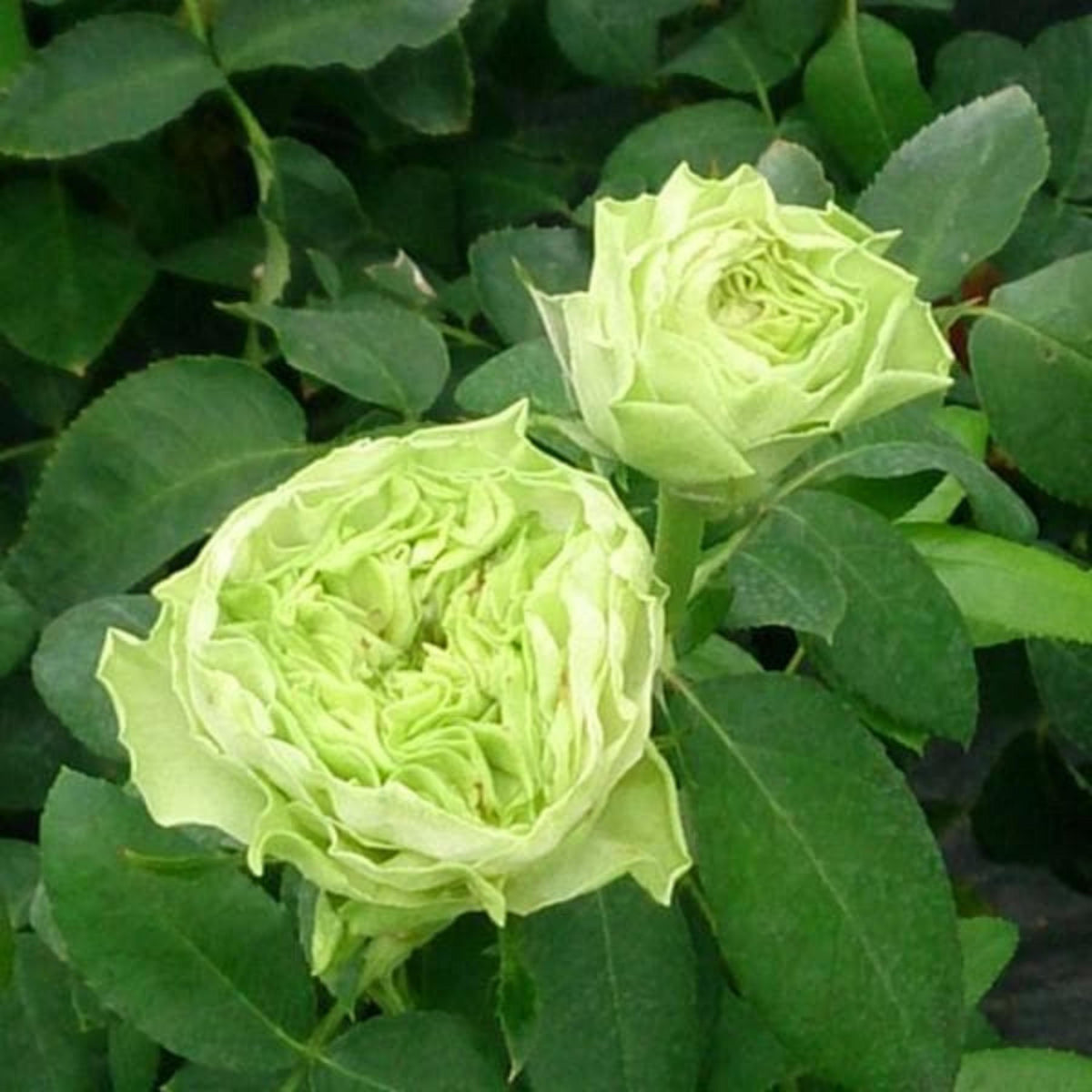 La Terre Verte Rose seeds