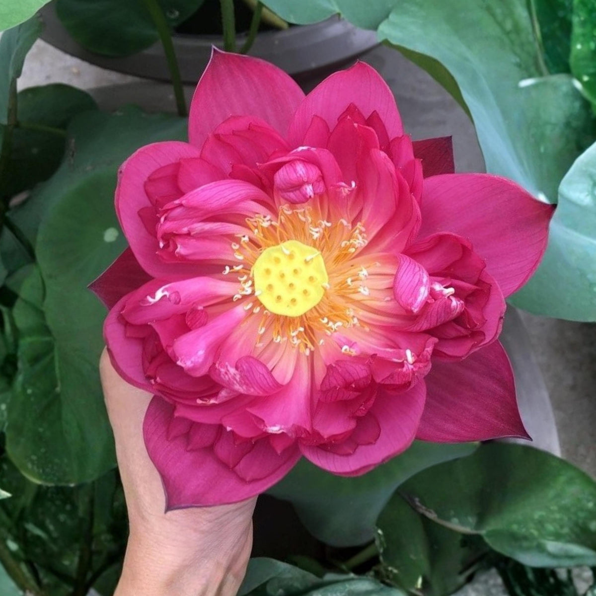 Cute Kid Mini Lotus seeds