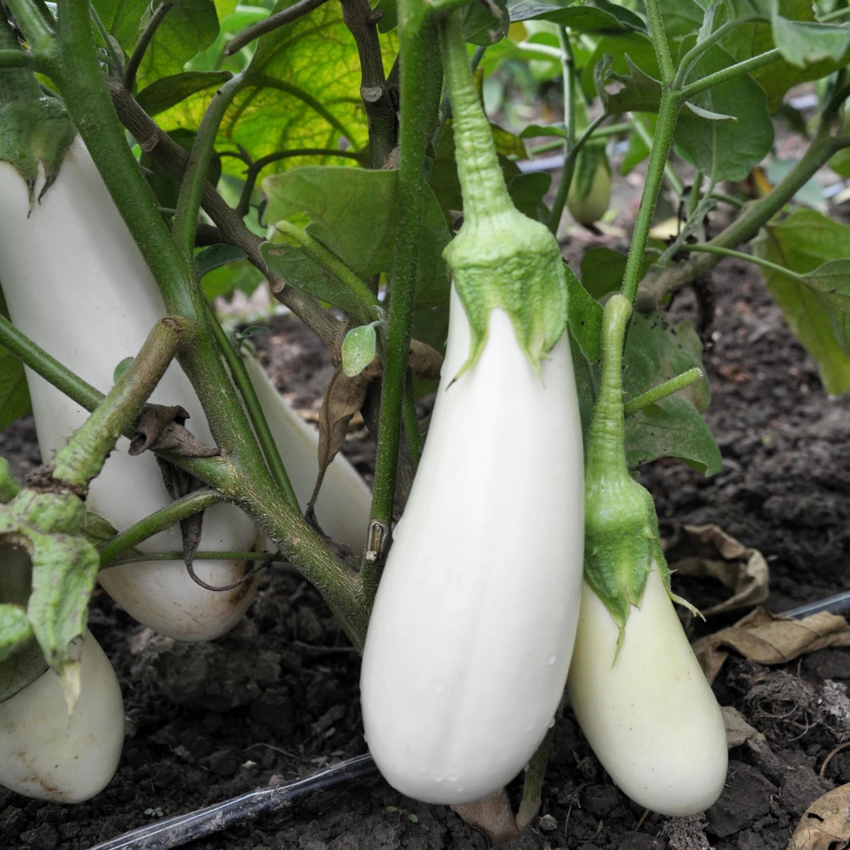 White Casper Eggplant seeds