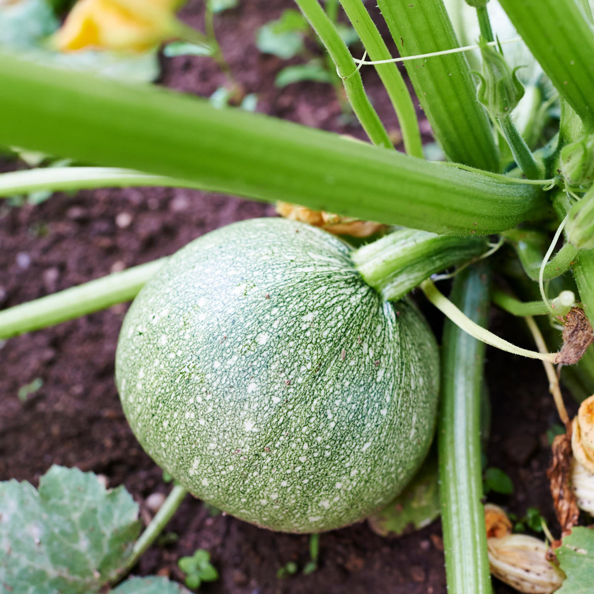 Round Zucchini seeds