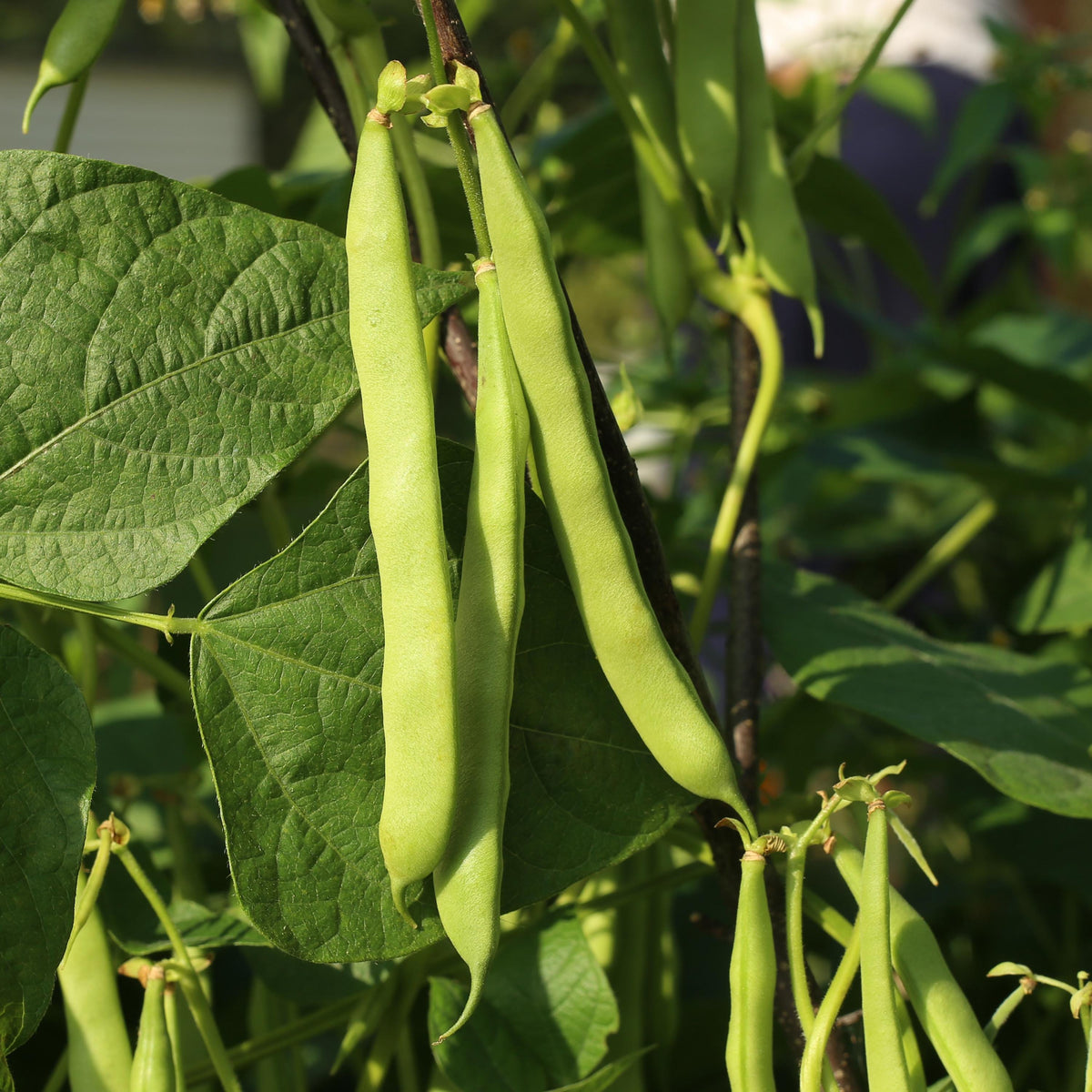 Kentucky Wonder Pole Bean seeds