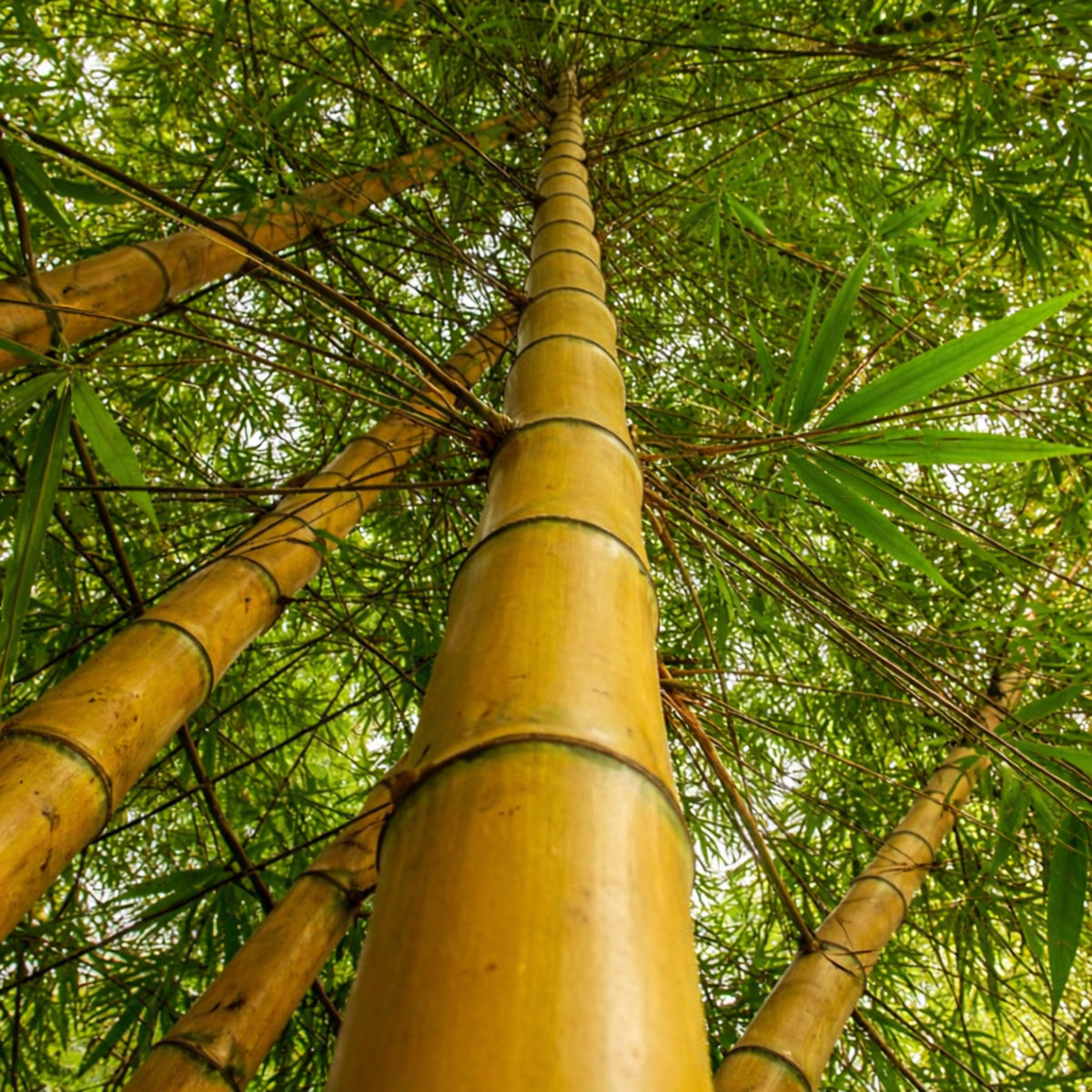 Golden Bamboo seeds