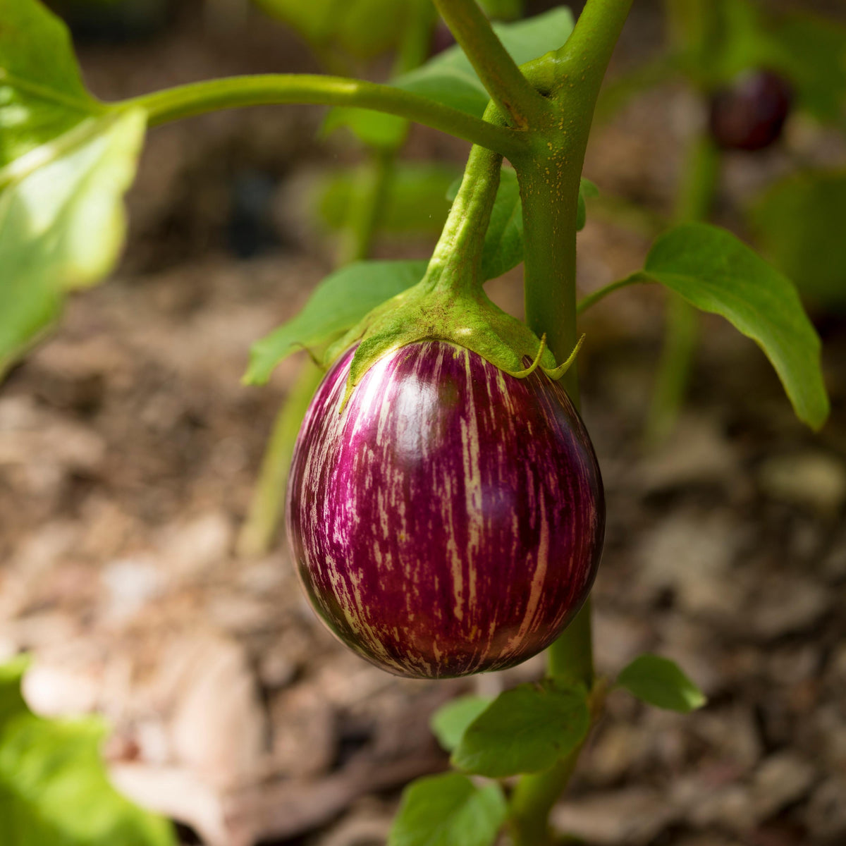 Small Round Purple Eggplant seeds