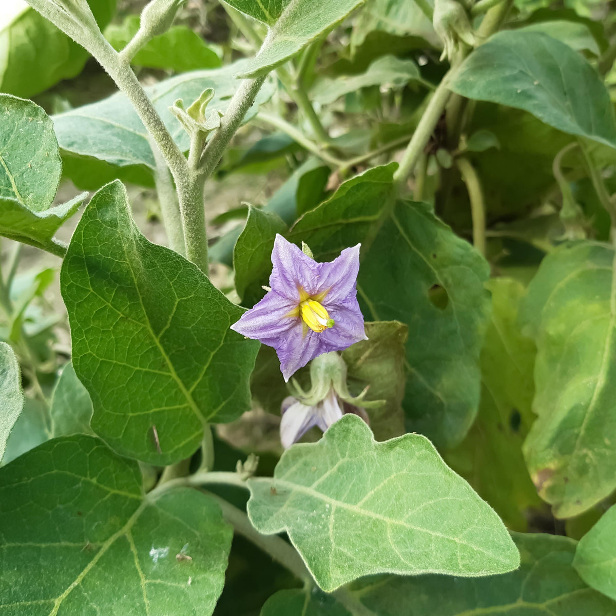 Black Beauty Eggplant seeds