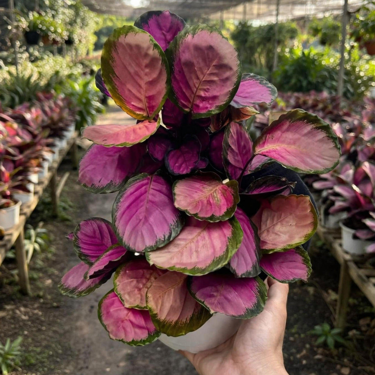 Rose Painted Calathea seeds