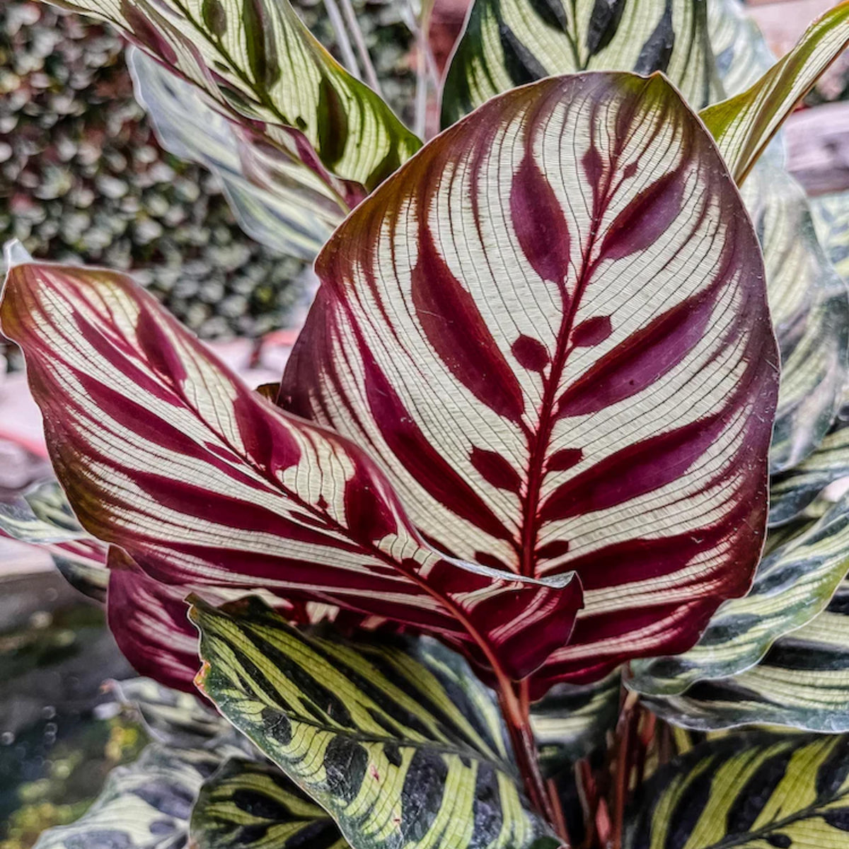 Peacock Plant seeds