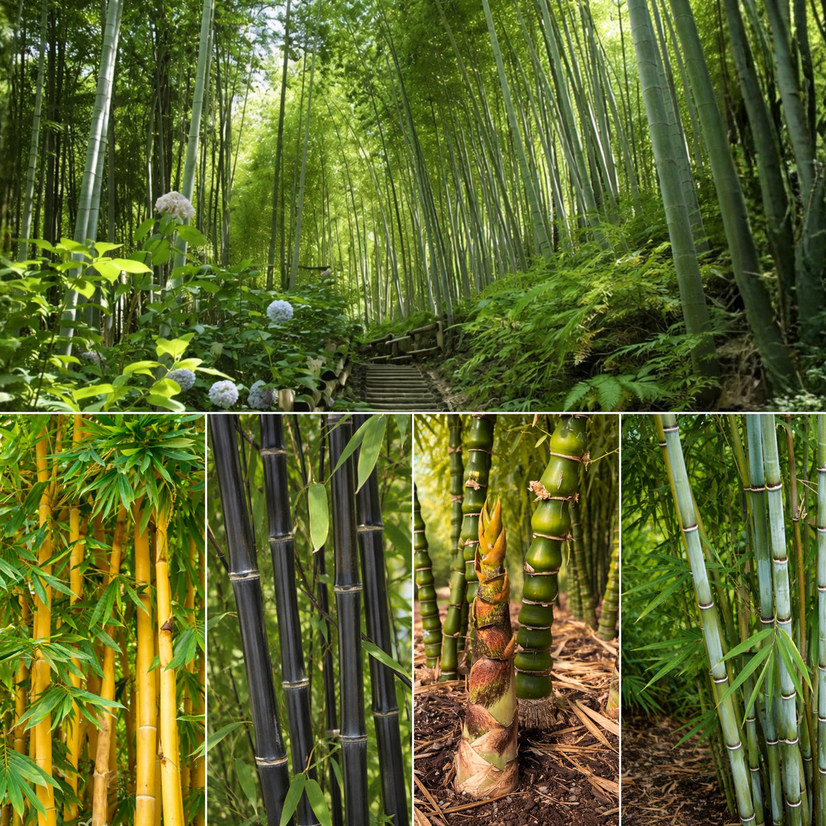Bamboo Seeds Mix seeds