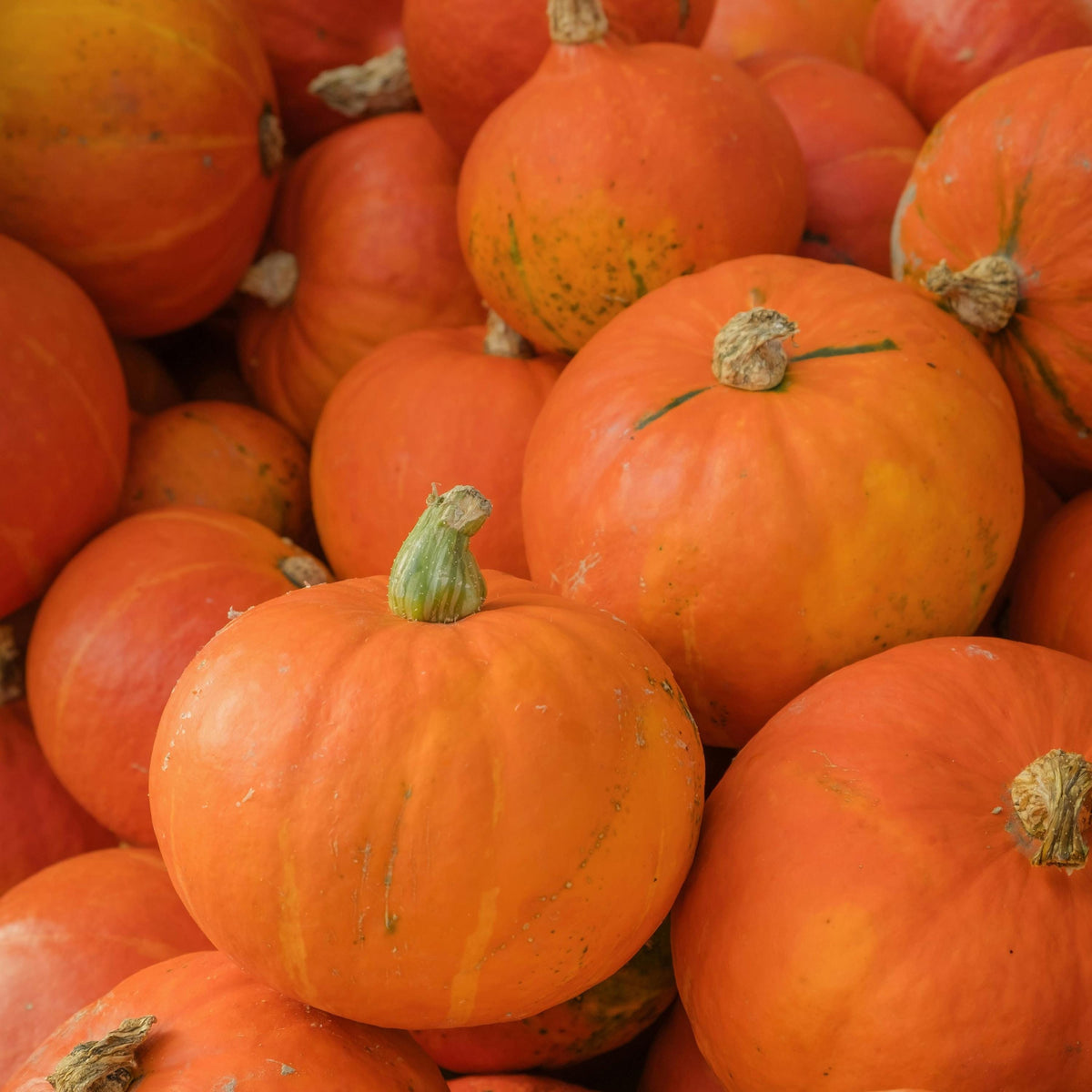 Sugar Pie Pumpkin seeds