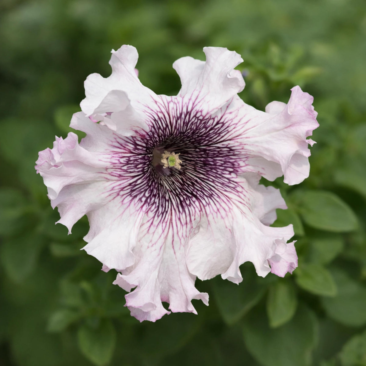 Superissima Triumph Mix Petunia seeds