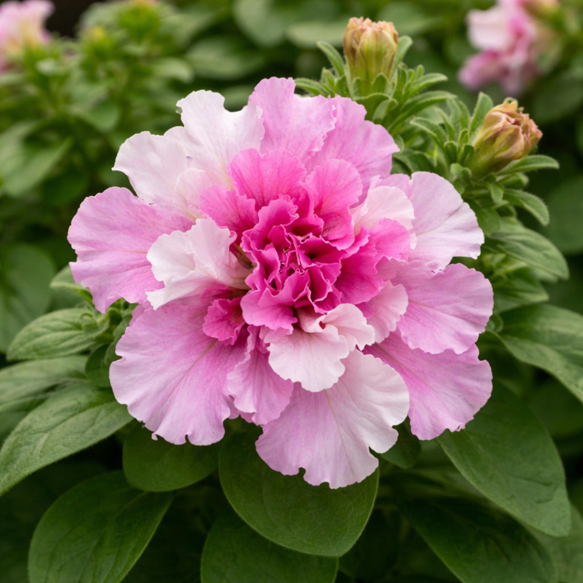 Double Cascade Bold Mix Petunia seeds