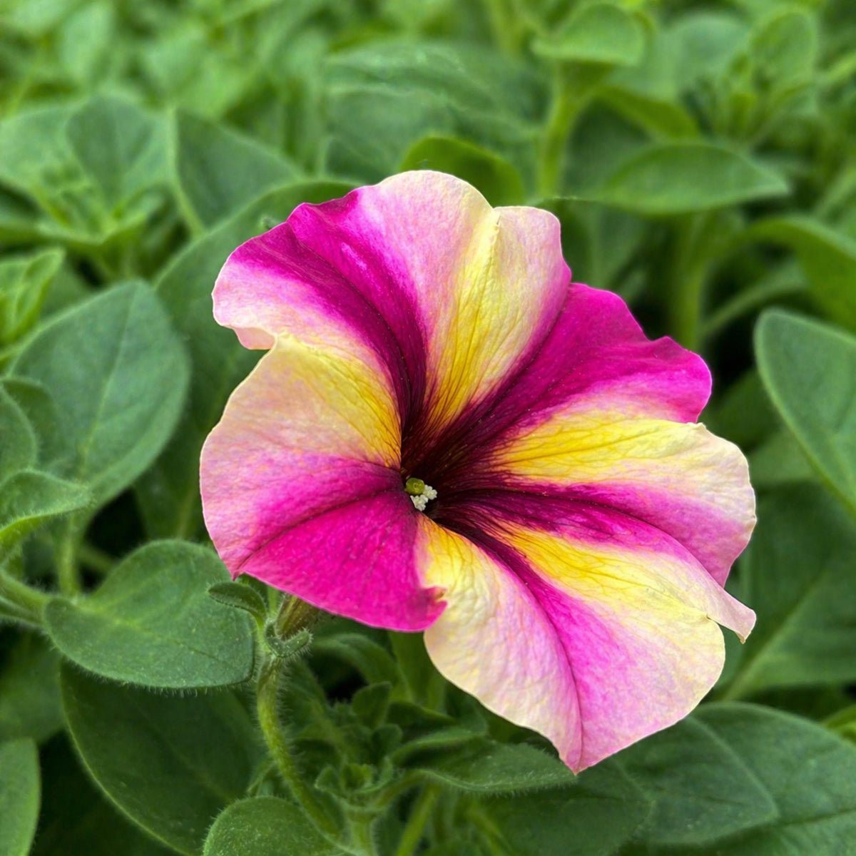 Raspberry Shake Petunia seeds