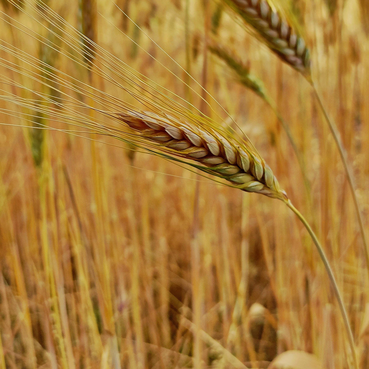 Robust Barley seeds