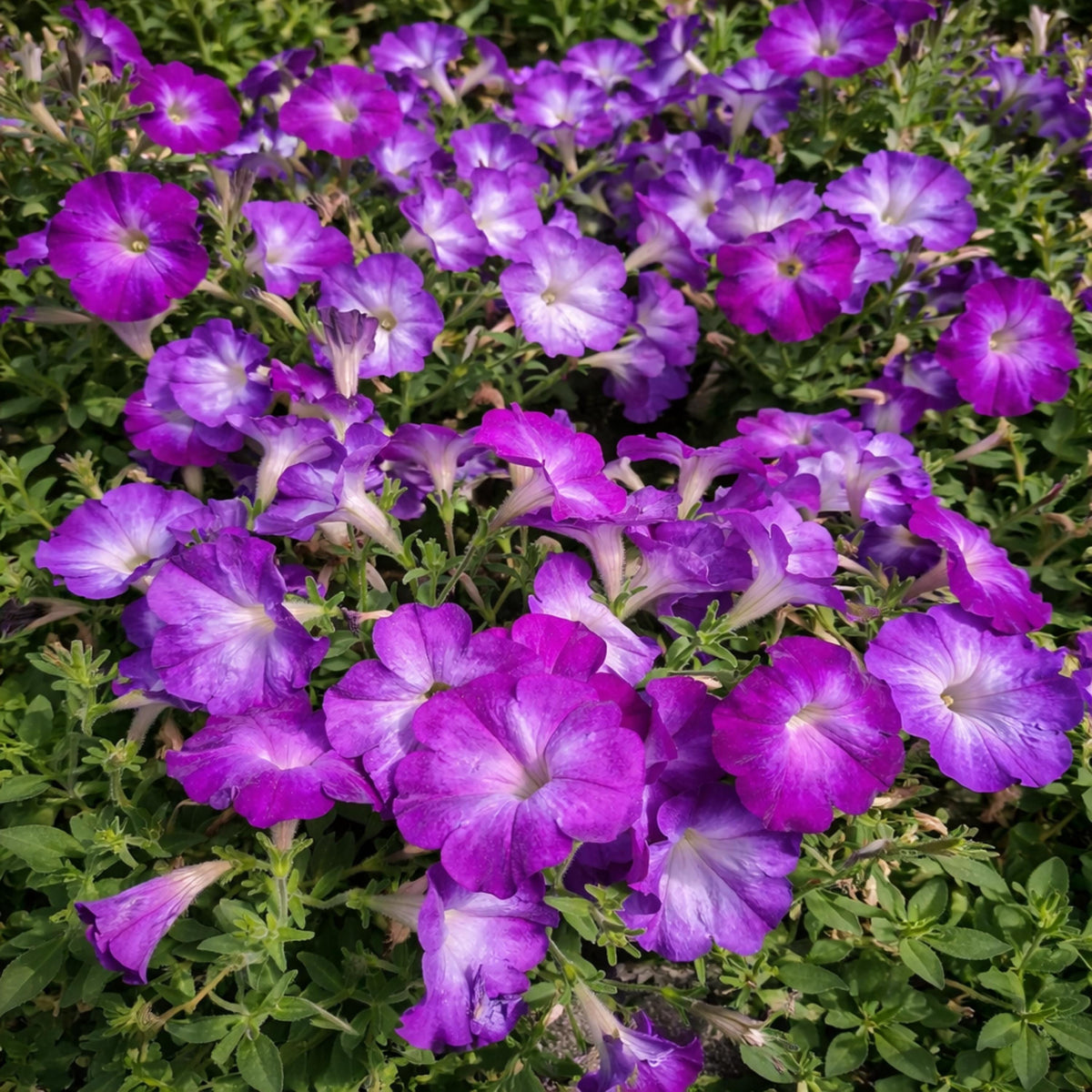 Merlin Blue Morn Petunia seeds