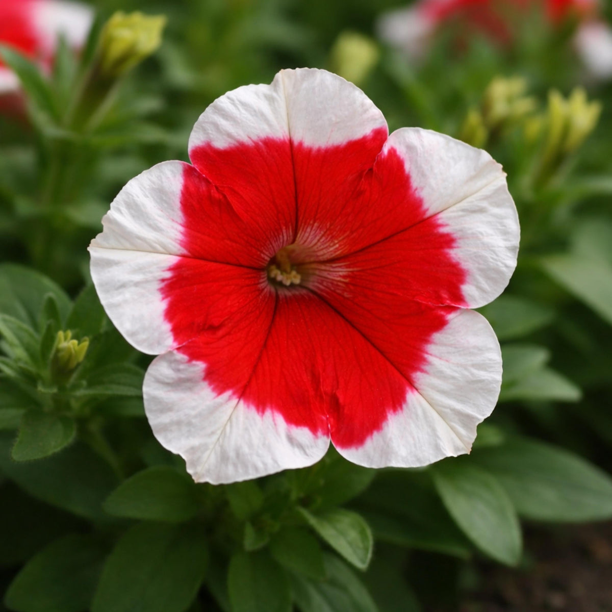 Frost Fire Petunia seeds
