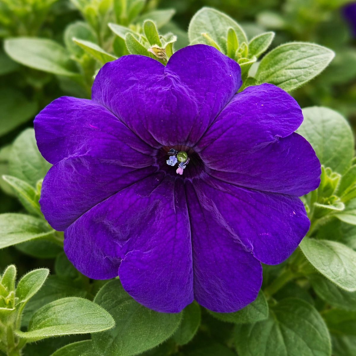 FotoFinish Blue Trailing Petunia seeds