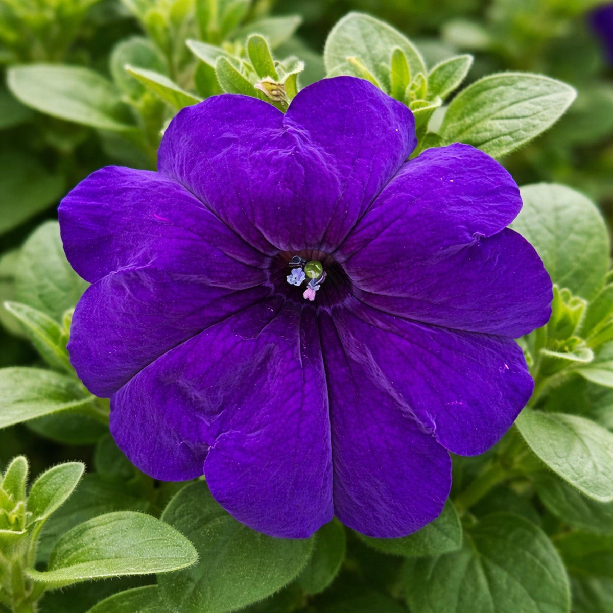 FotoFinish Blue Trailing Petunia seeds