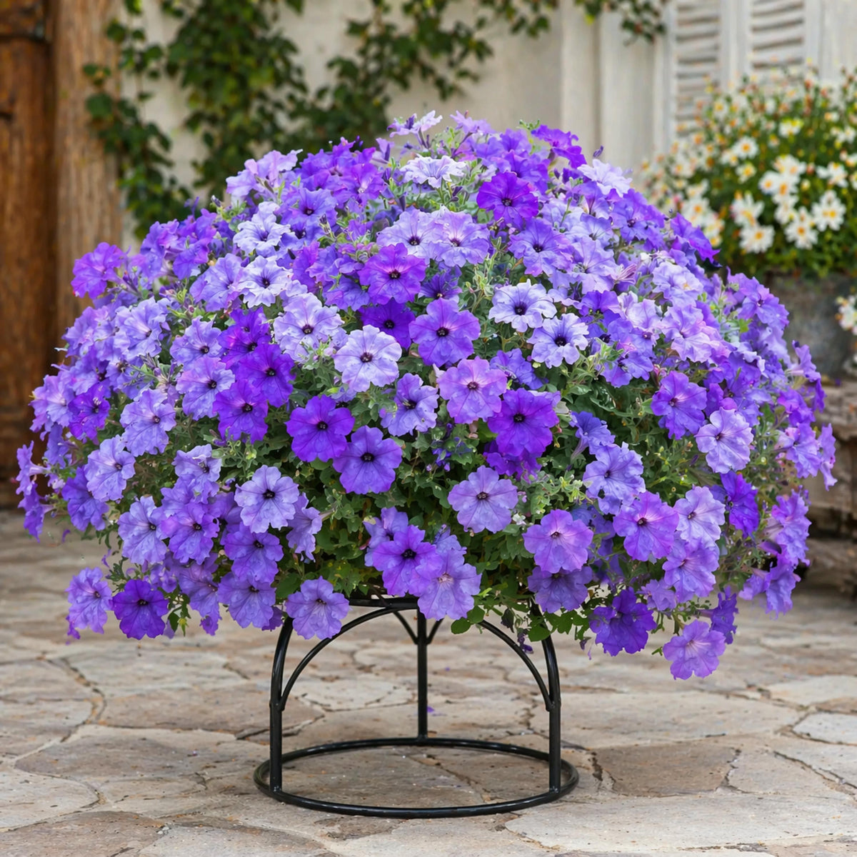 Evening Scentsation Trailing Petunia seeds