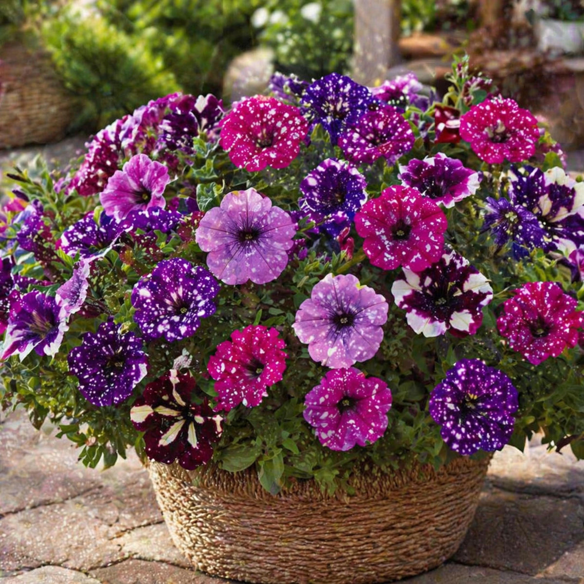 Splash Speckled Mix Petunia seeds