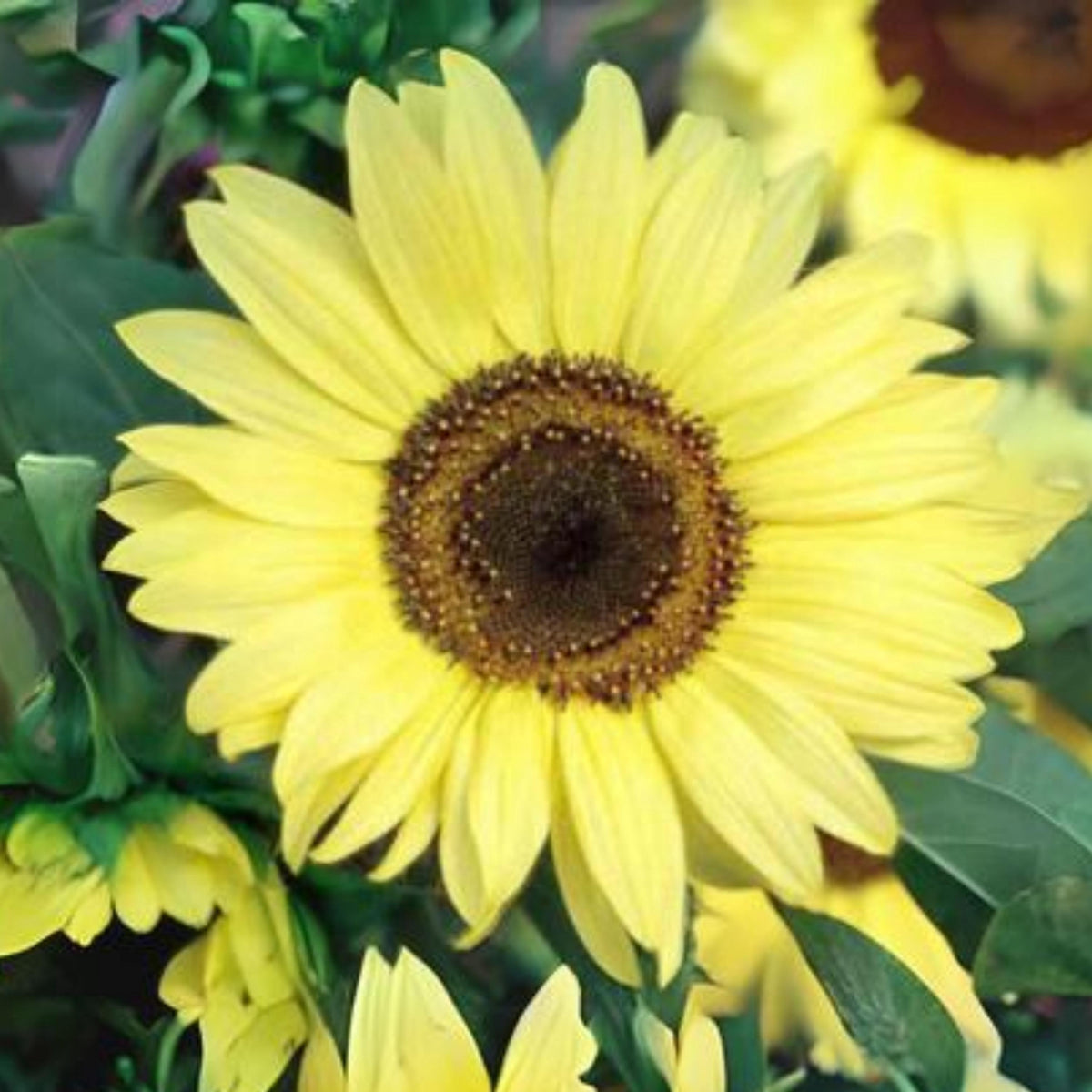 Taiyo Sunflower Seeds-Helianthus annuus seeds