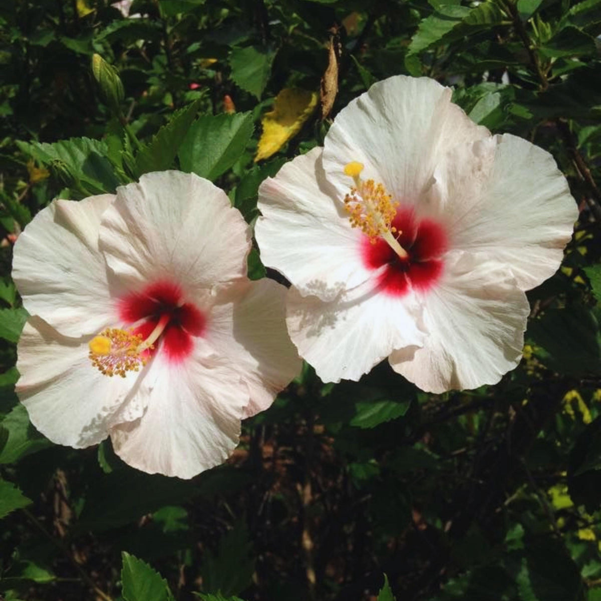 White Hibiscus seeds