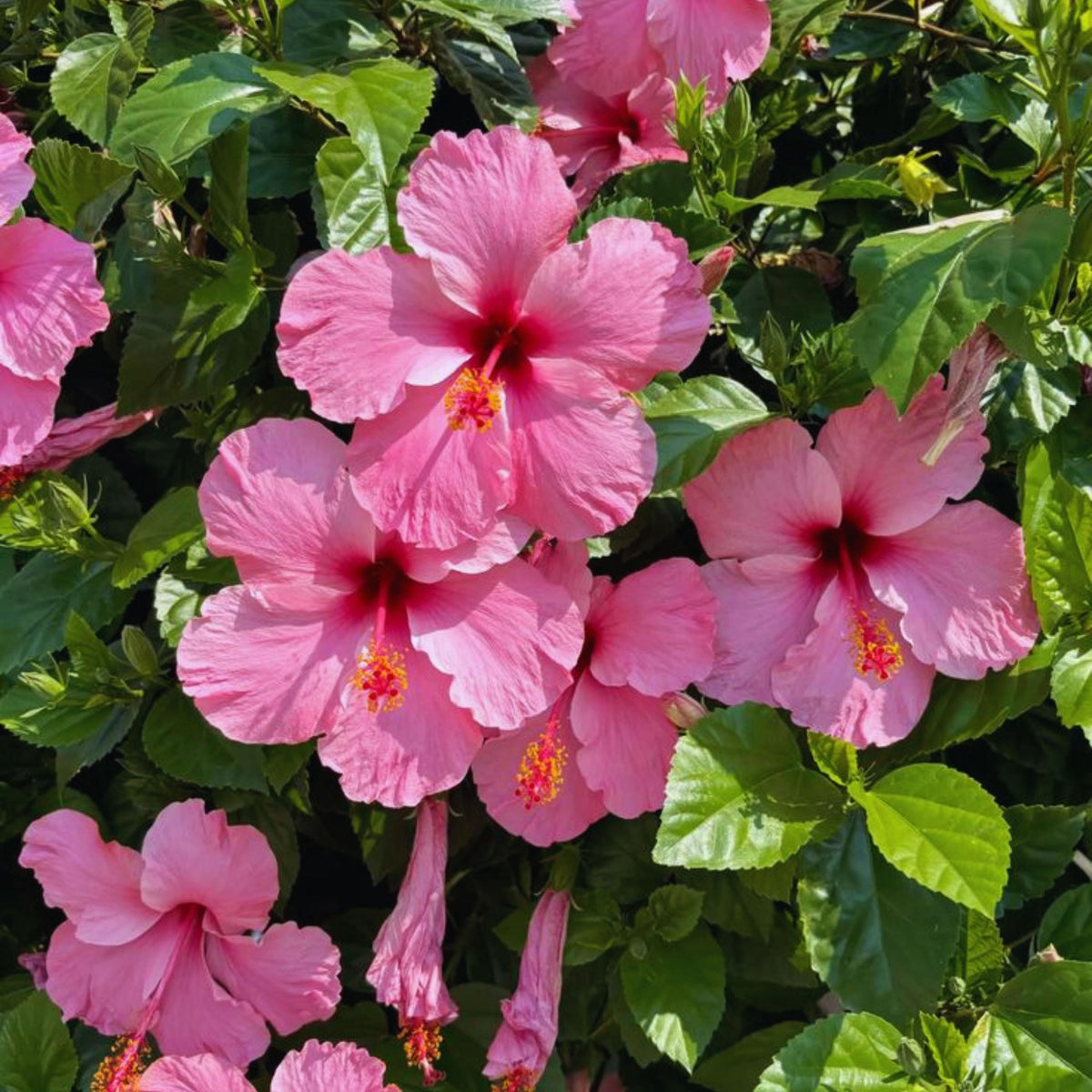 Pink Hibiscus seeds