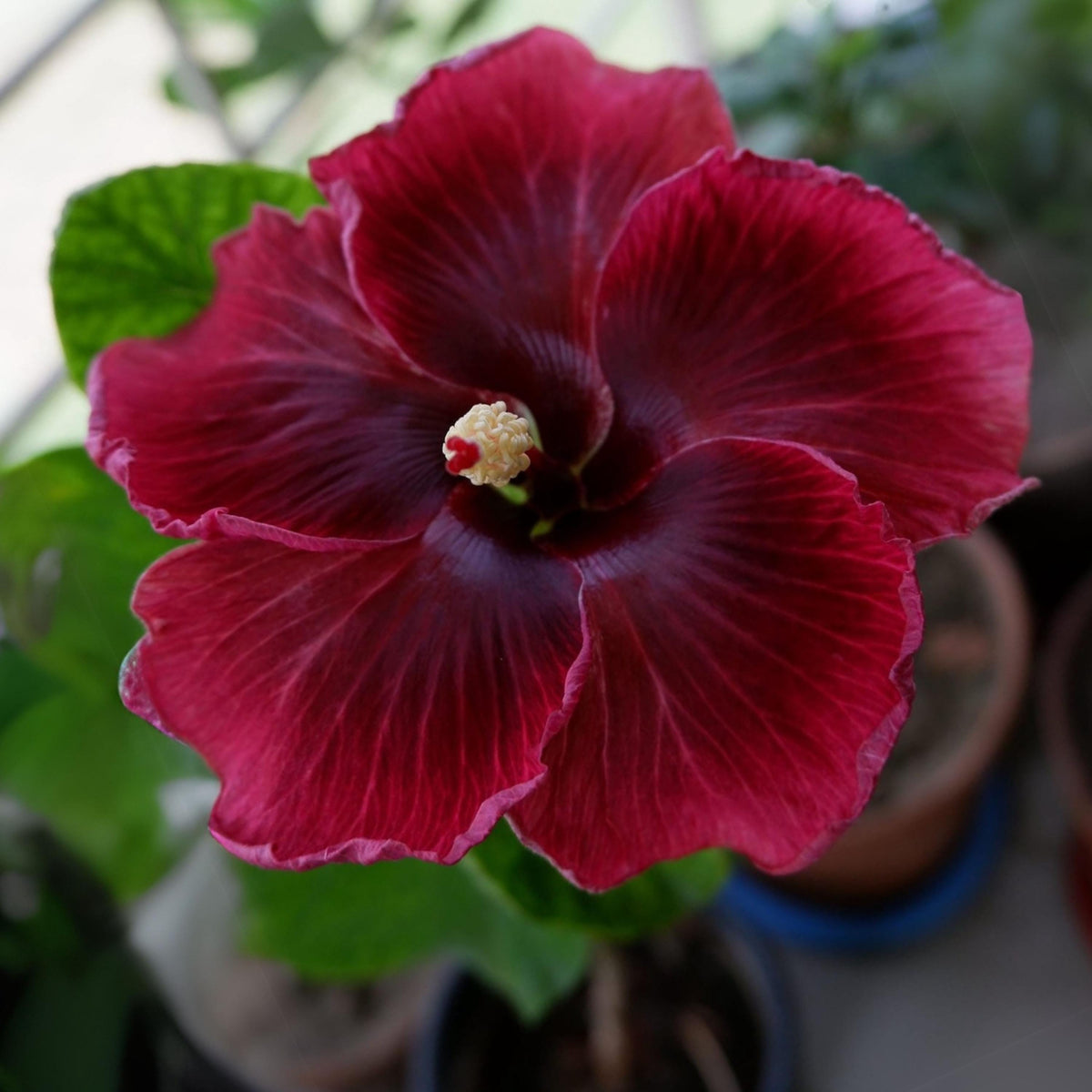 Black Dragon Hibiscus seeds