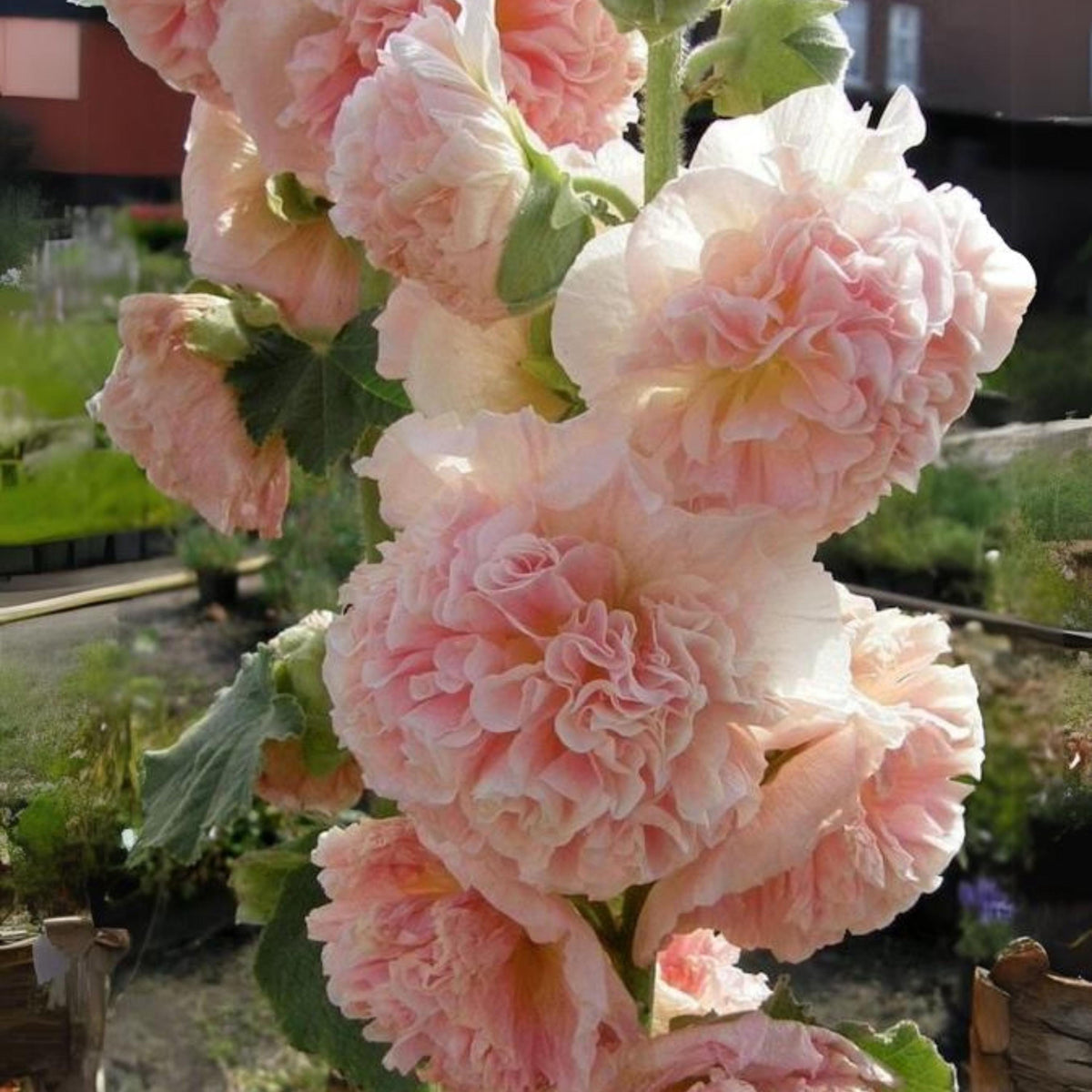 Chater's Double Hollyhock seeds