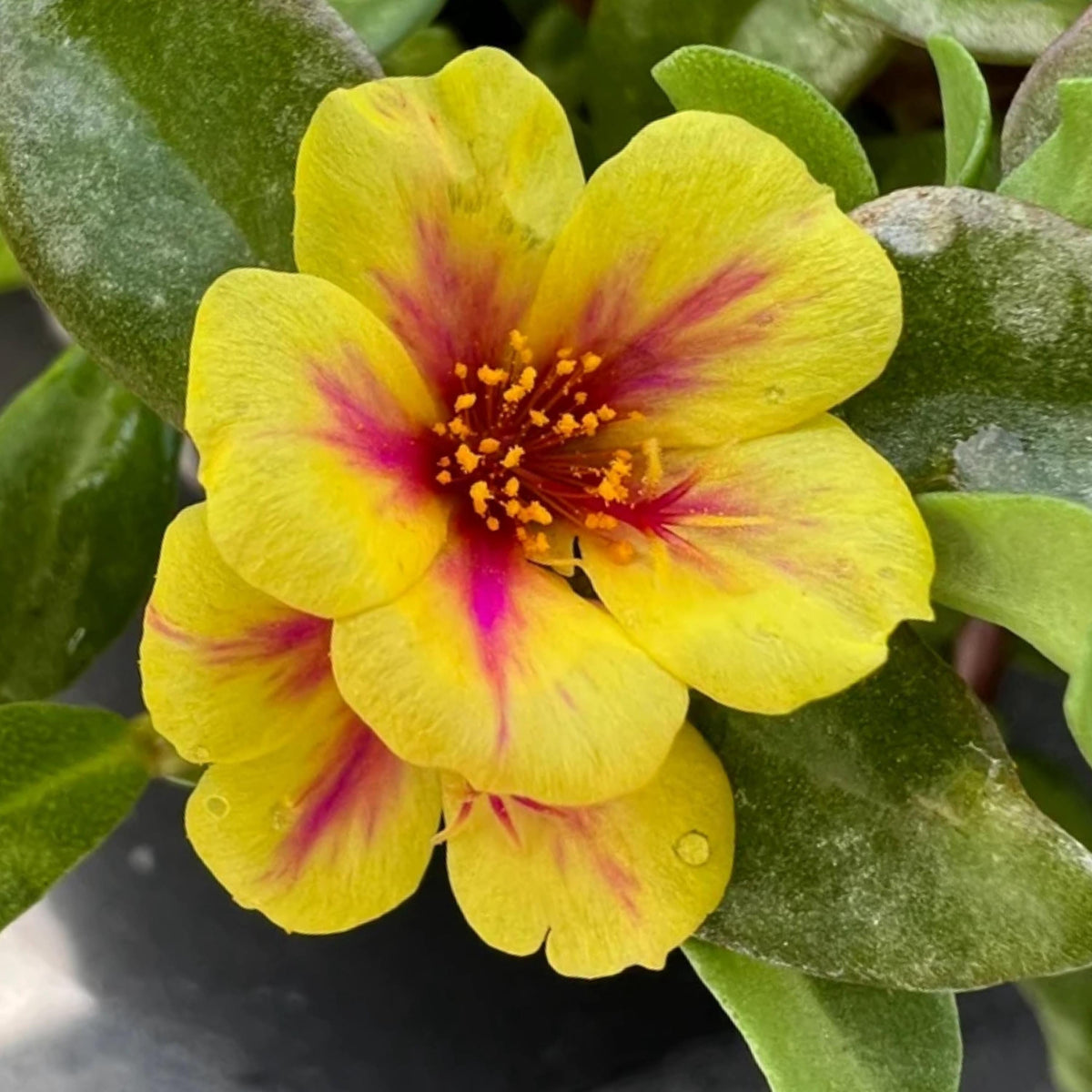 Golden Flame Purslane seeds