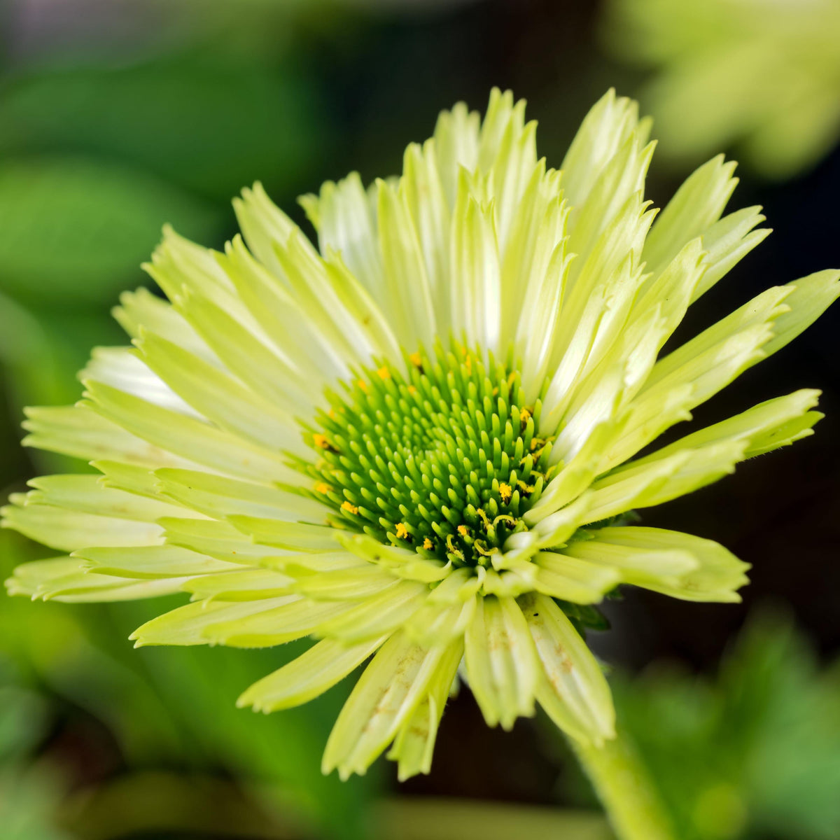 Green Jewel Echinacea seeds