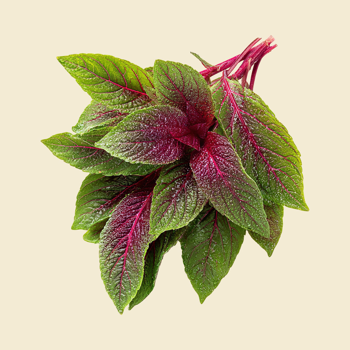 Red Leaf Amaranth seeds