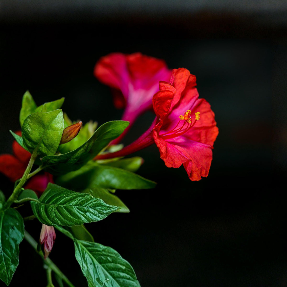 Red Four O'Clocks seeds