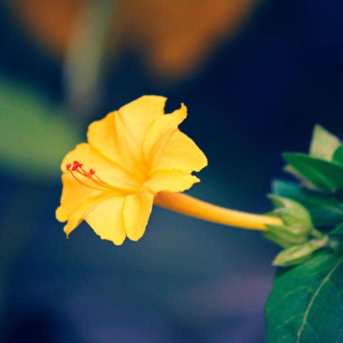 Bright Yellow Four O'Clocks seeds