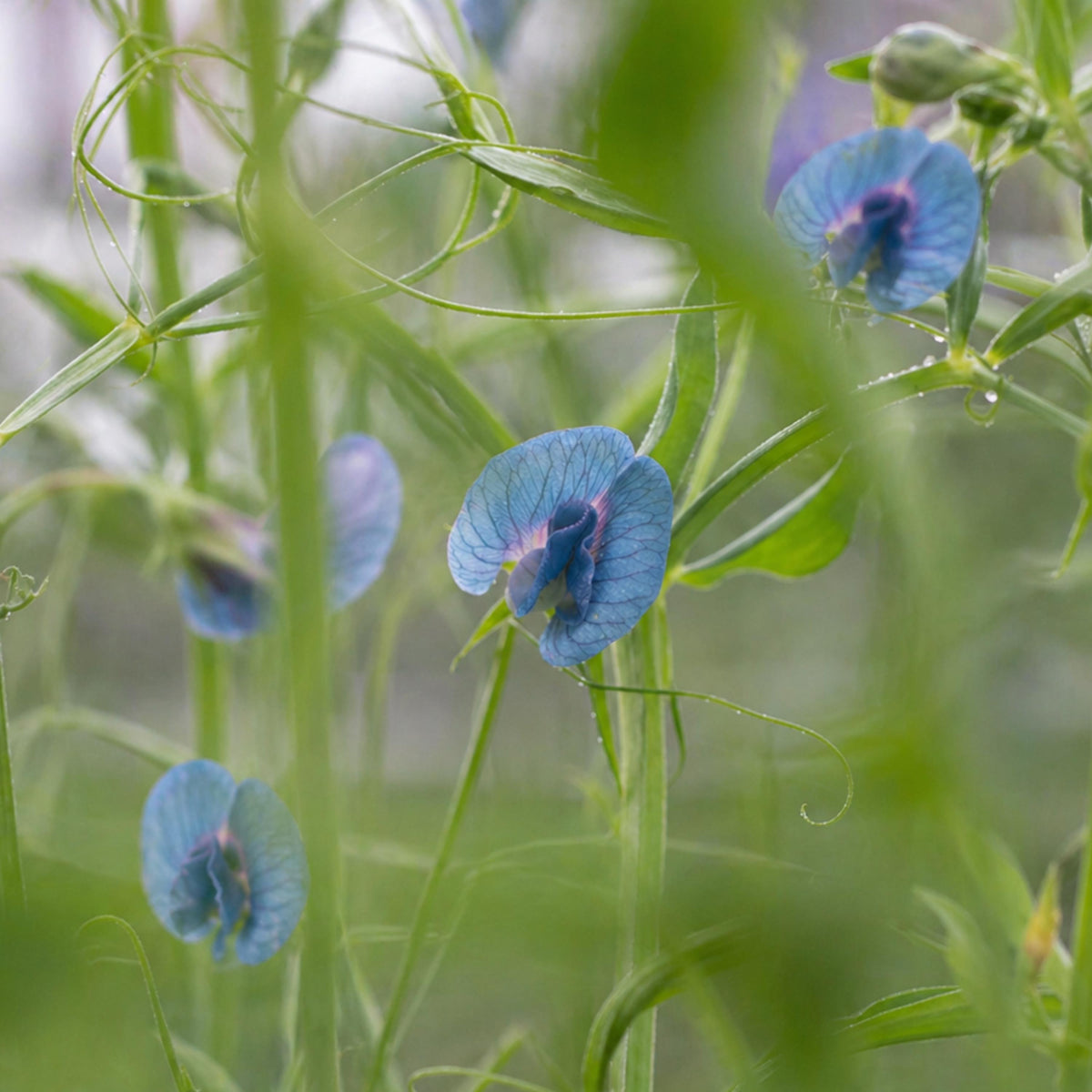 Azure Blue Sweet Pea seeds