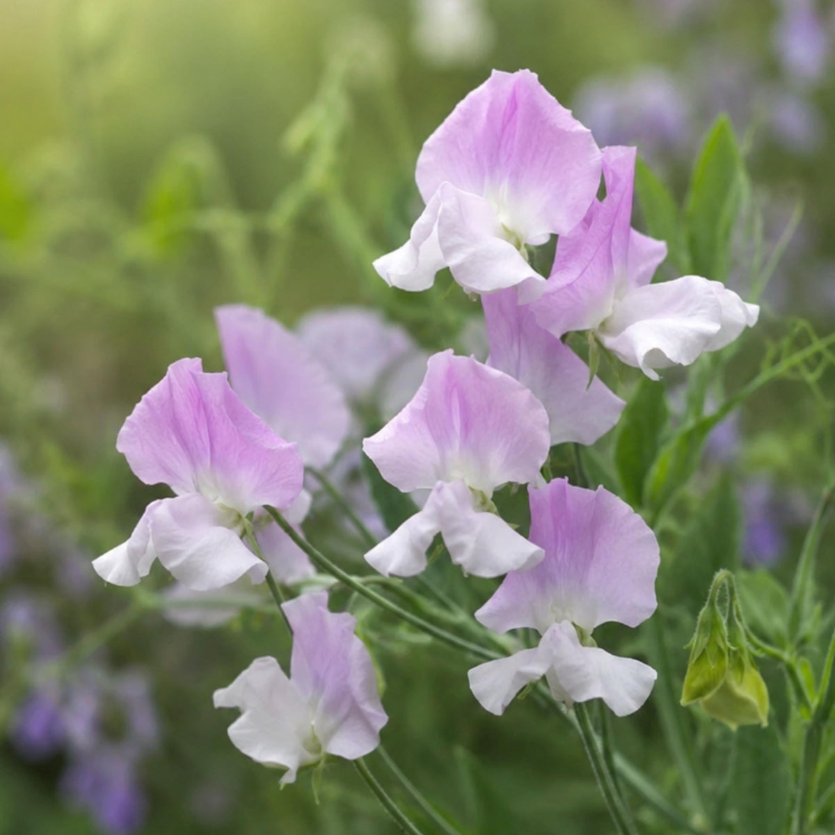 Sweet Pea Sign Post seeds