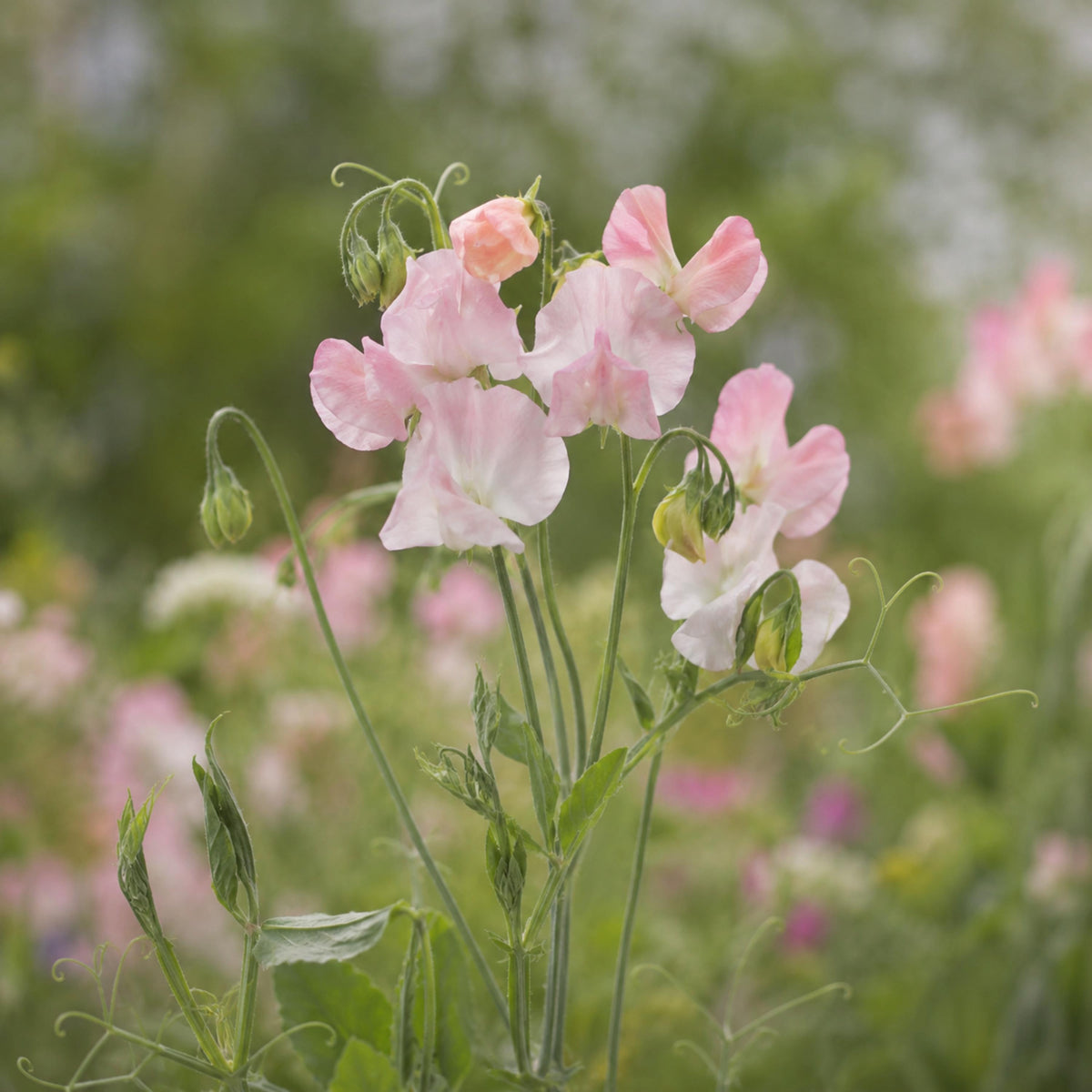 Sweet Pea Spring Sunshine Champagne seeds