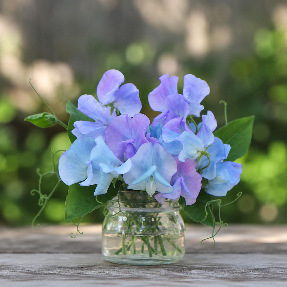 Sweet Pea Turquoise Lagoon seeds