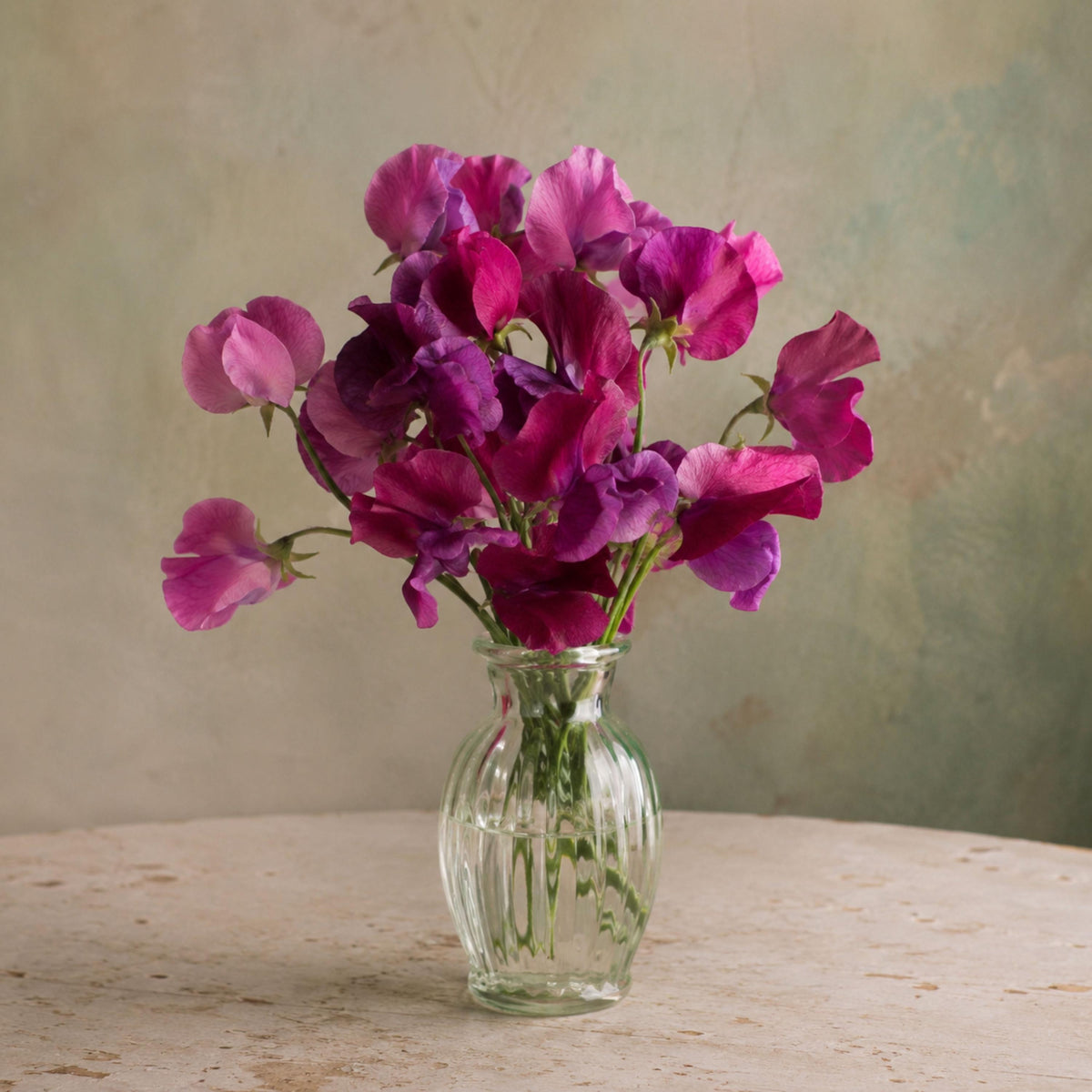 Sweet Pea Route 66 seeds