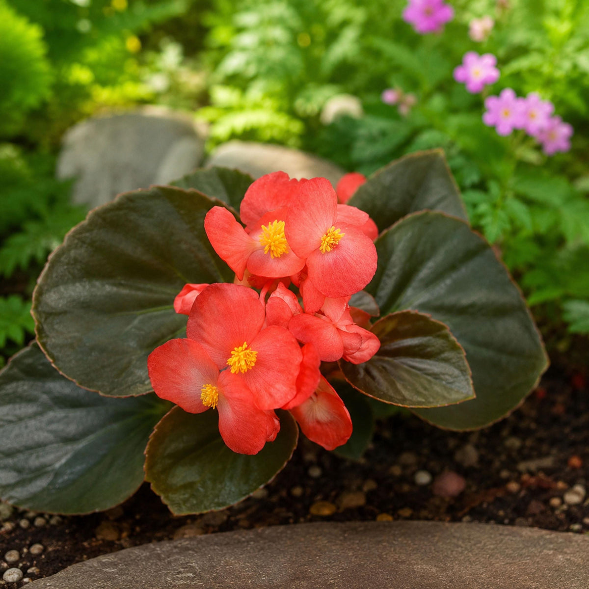 Dragon Wing Red Begonia seeds