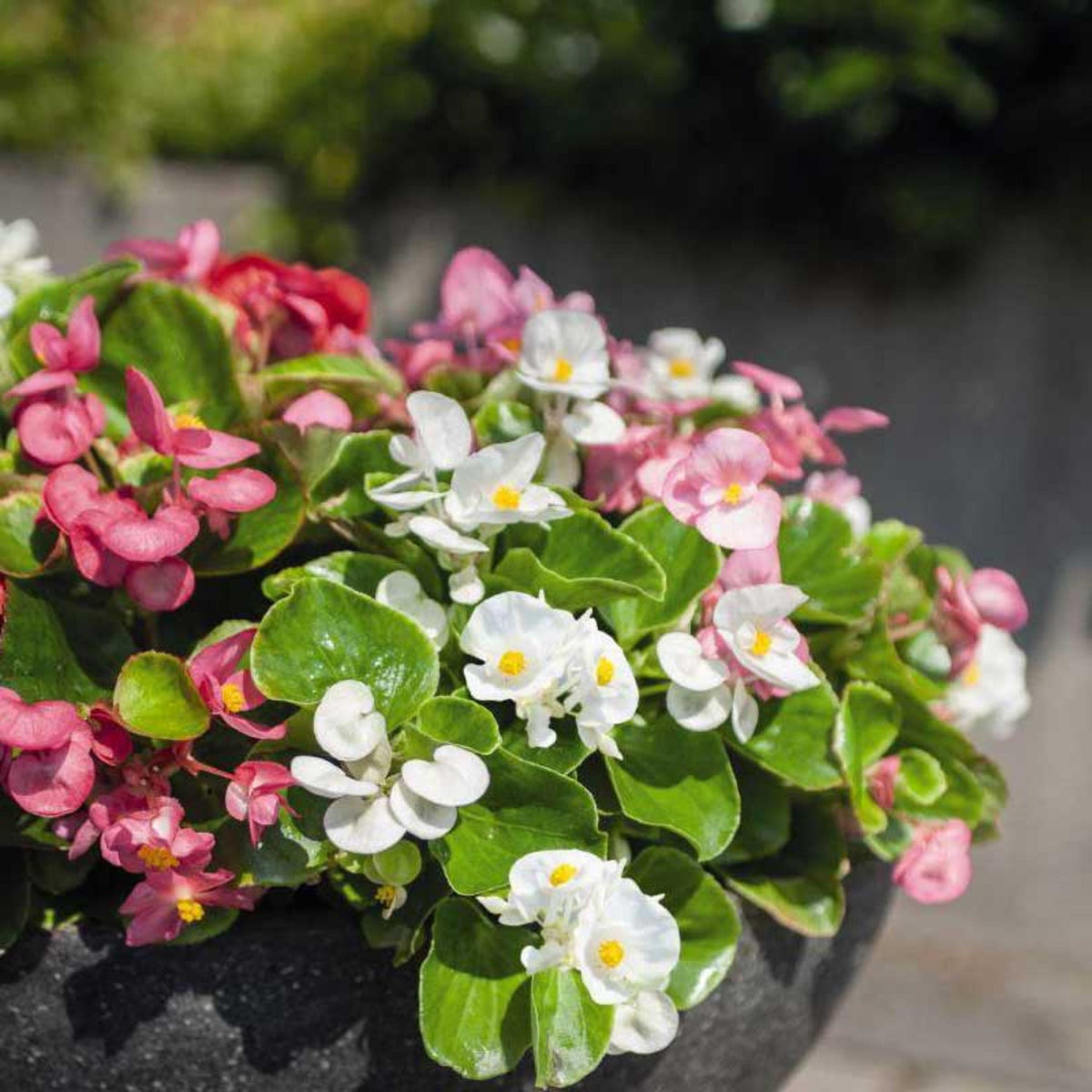 Sprint Plus Maxi Mix Begonia seeds