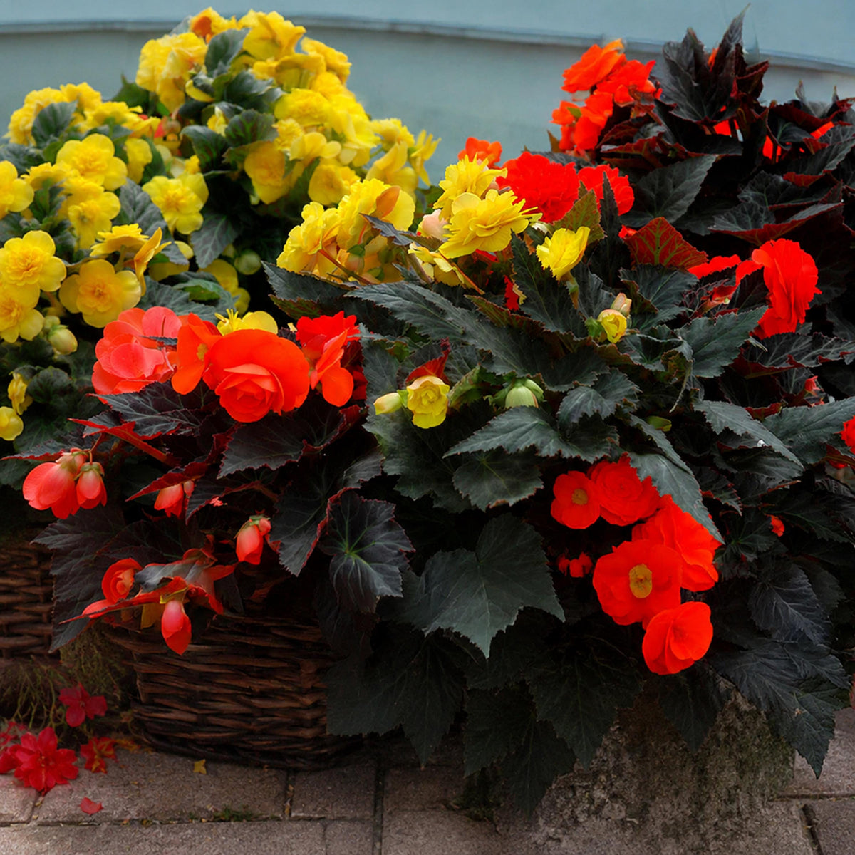 Nonstop Mocca Mix Tuberous Begonia seeds