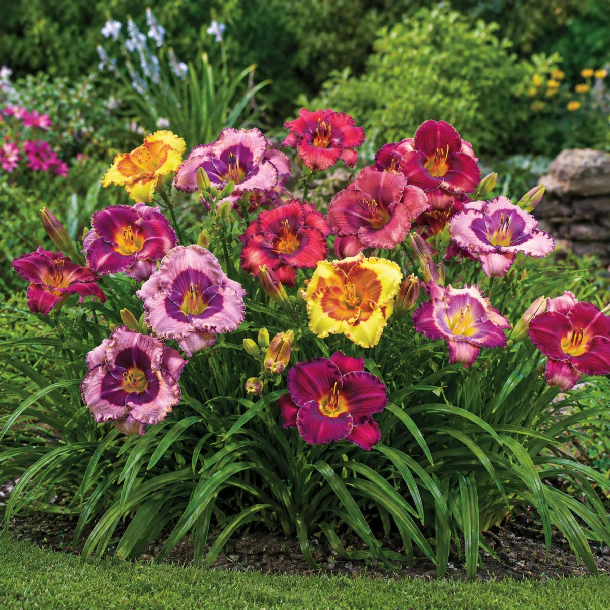 Eyezone Daylily Mix seeds