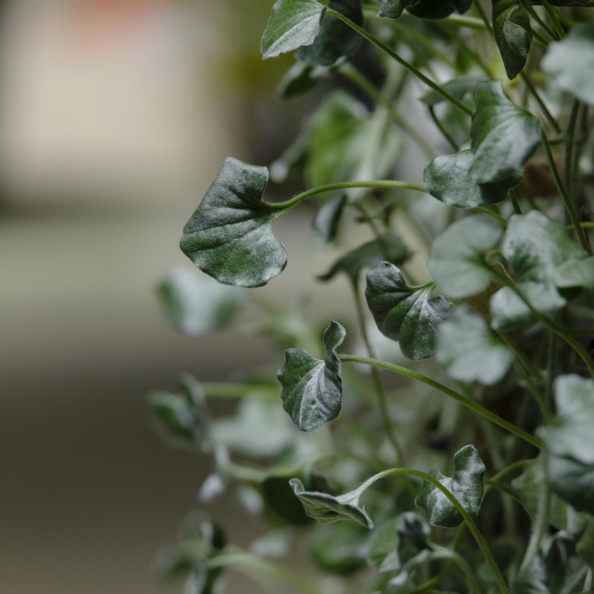 Silver Falls Dichondra seeds