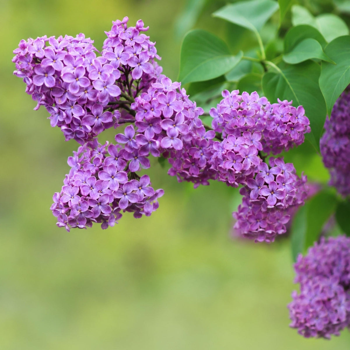 Common Purple Lilac seeds