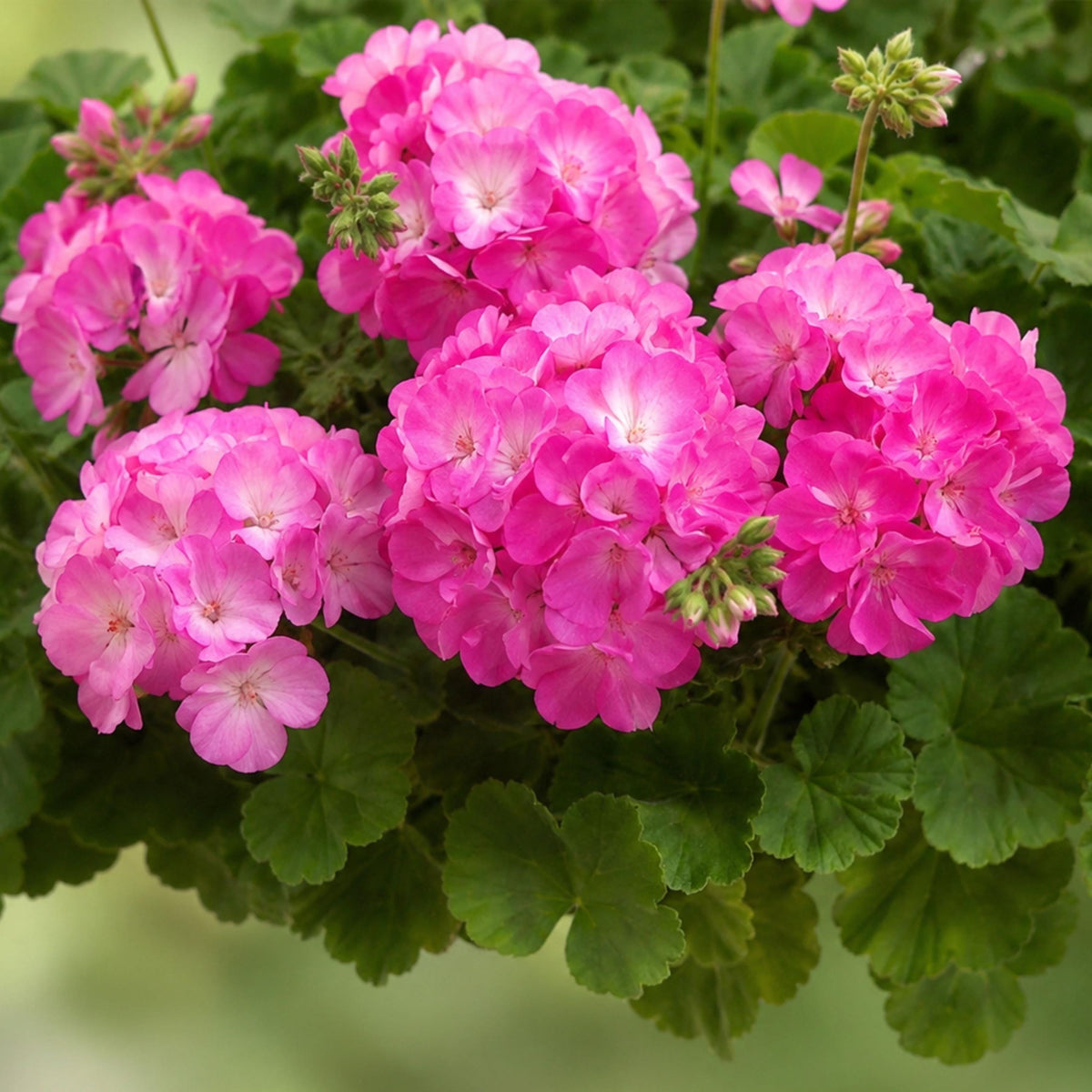 Pink Bicolor Geranium seeds