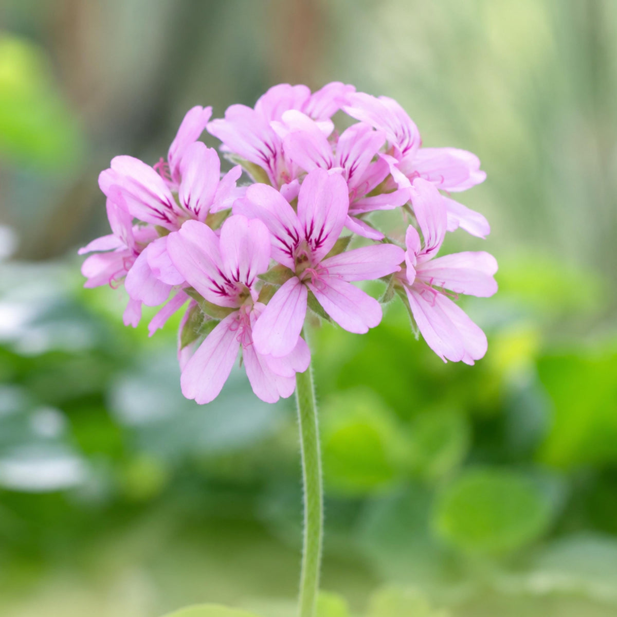 Rose Geranium seeds