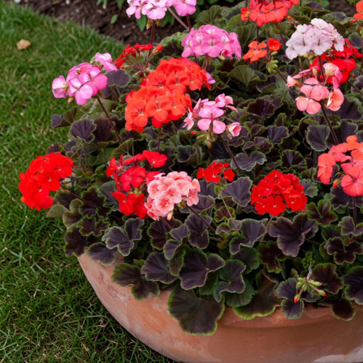 Geranium Horizon Mix seeds