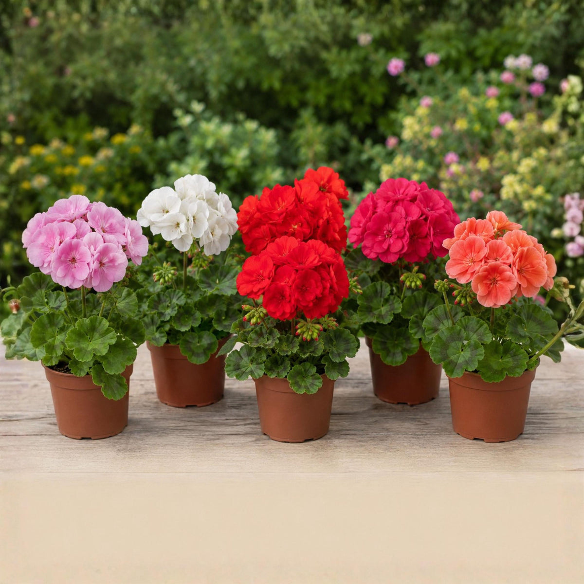 Geranium Bulls Eye Mix seeds