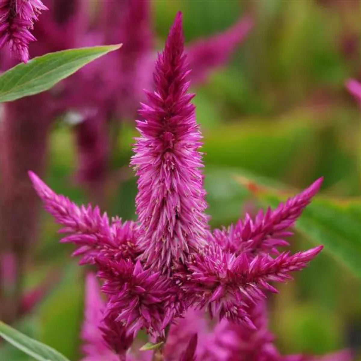Celway Mix Celosia seeds